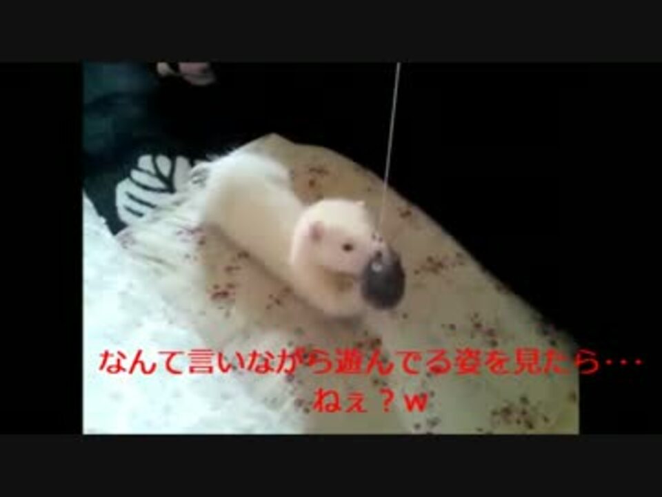 フェレット ねずみのおもちゃで遊んでみた アルビノ ニコニコ動画