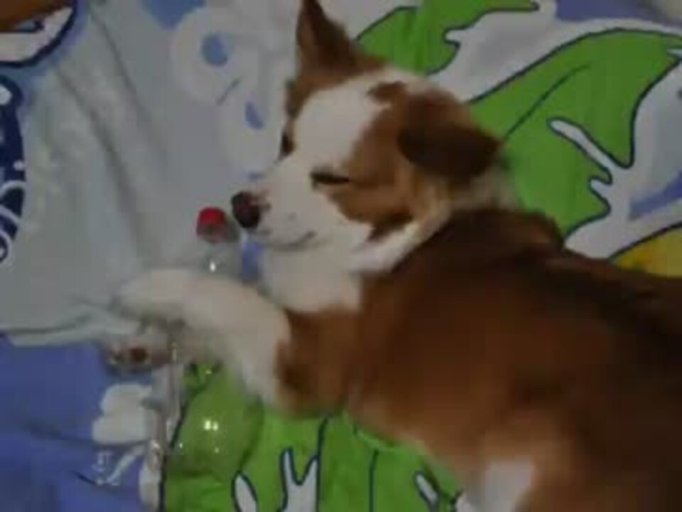 ロビンソン ｄ ルッツとペットボトル ニコニコ動画