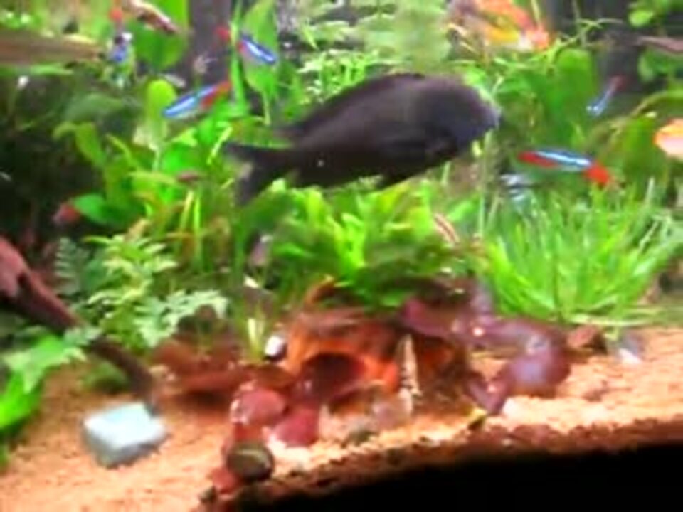 過密 我が家の熱帯魚たち３ 混泳 ニコニコ動画