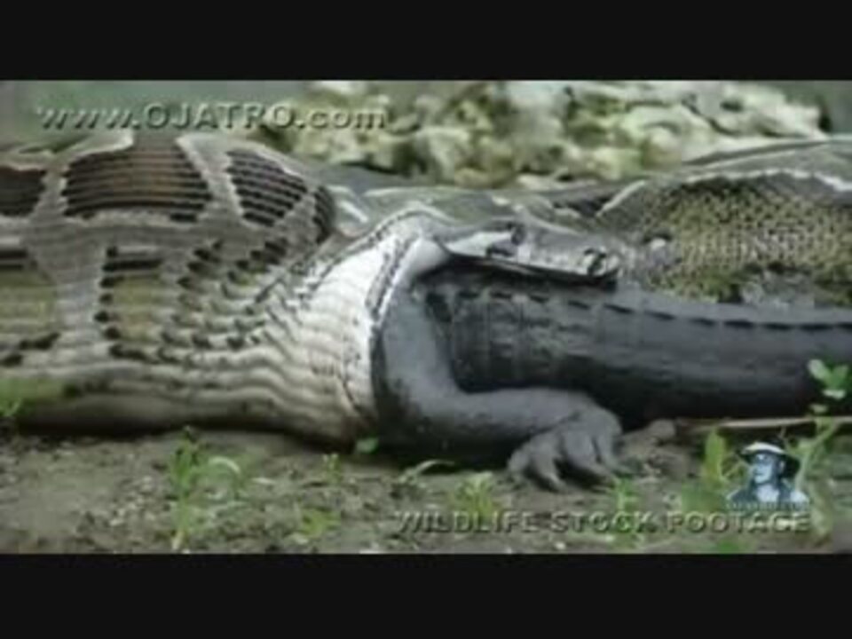 【捕食動画】ヘビがワニを食べる ニコニコ動画