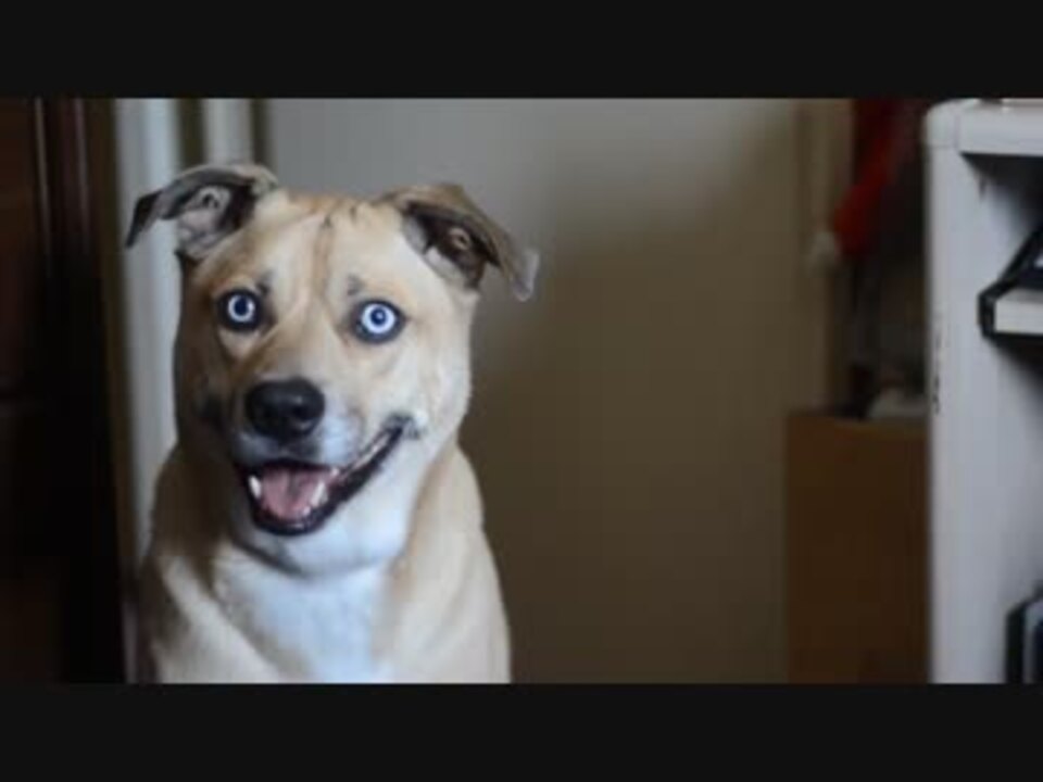 ガン見する犬 目をそらしたら負け ニコニコ動画