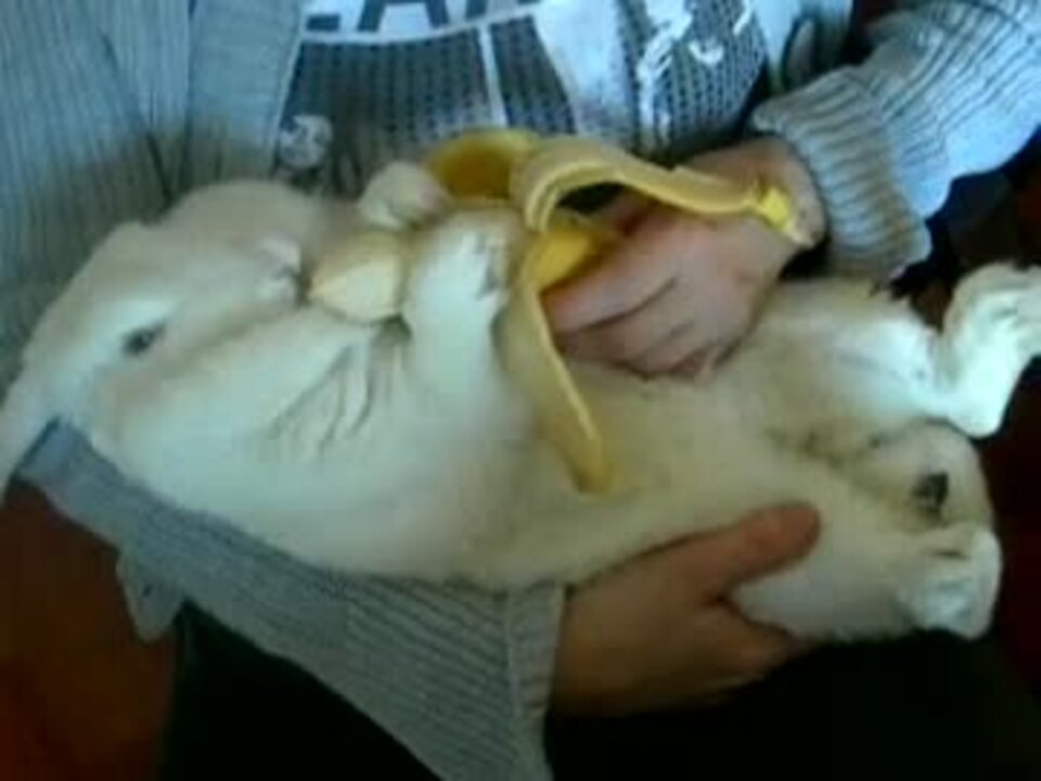 毛玉 膝の上でバナナを食べるデブうさぎ 肉玉 ニコニコ動画
