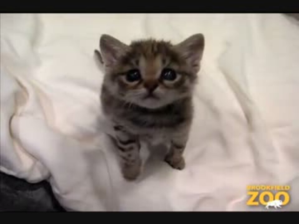 最も小さい猫の一つ クロアシネコ の赤ちゃん ニコニコ動画