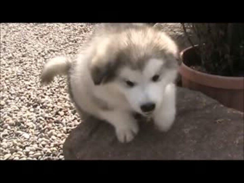 子犬 動くぬいぐるみ アラスカンマラミュート ニコニコ動画