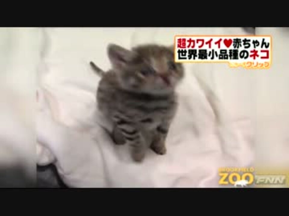 世界で最も小さい種類の猫をお披露目 ニコニコ動画