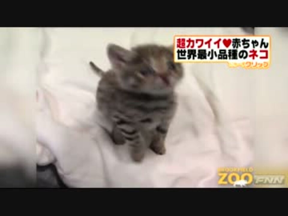 0以上 世界 1 小さい 猫