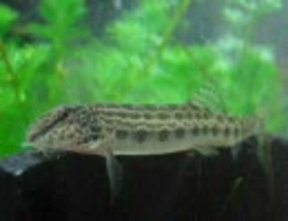 人気の 水槽 すごく 日本淡水魚です 動画 55本 2 ニコニコ動画