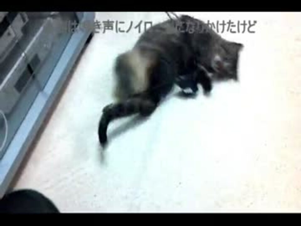 猫 鳴き声 ワーオ 3117 猫 鳴き声 わーお