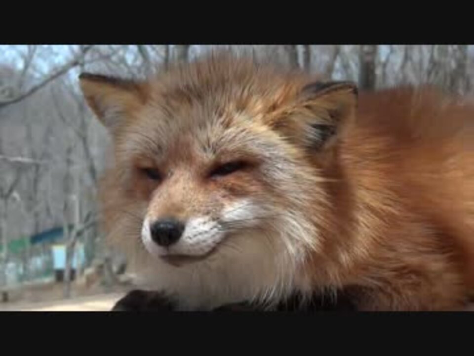 人気の 動物 キツネ 動画 284本 3 ニコニコ動画