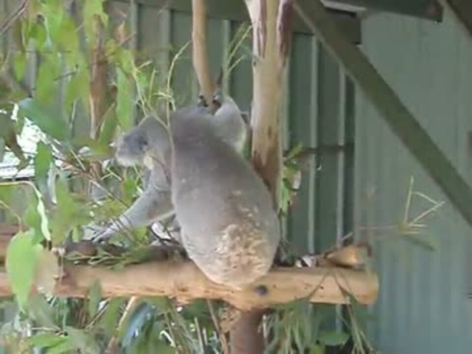 人気の コアら 動画 113本 2 ニコニコ動画