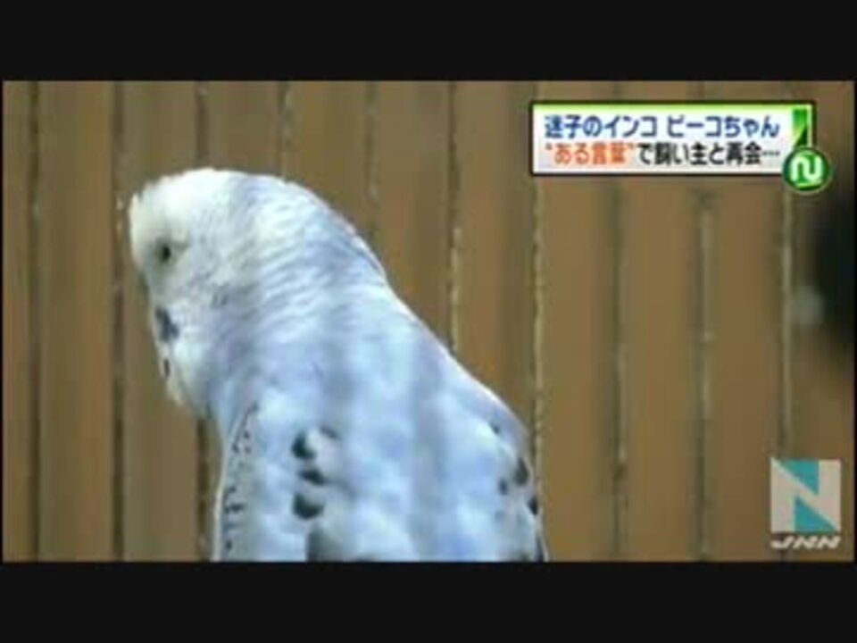 インコが飼い主と再会 住所しゃべる ニコニコ動画