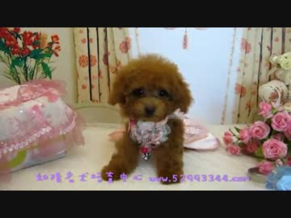 712ティーカッププードル Teacup Poodle 台湾トイプードル専門ブリーダー Wmv ニコニコ動画