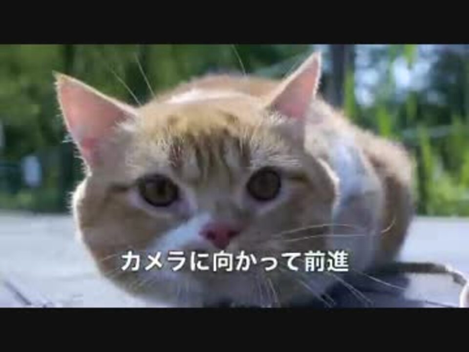 まるでツチノコのようなネコ ニコニコ動画