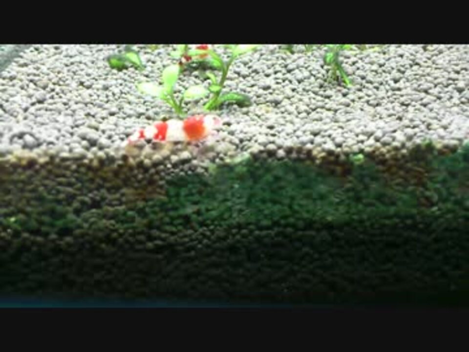 レッドビーシュリンプって藍藻食べるの ニコニコ動画