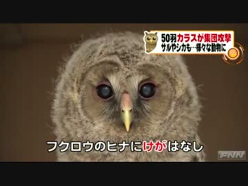 50羽のカラスに襲われたフクロウのひなを保護 ニコニコ動画