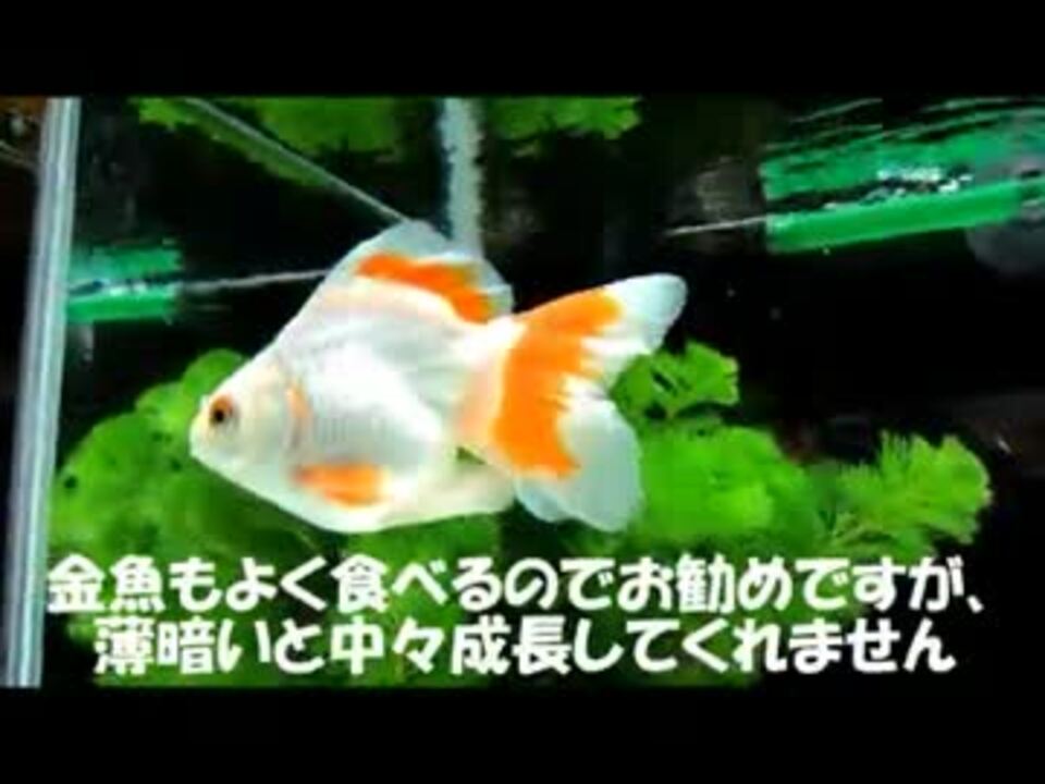 人気の アクアリウム 金魚 動画 454本 10 ニコニコ動画