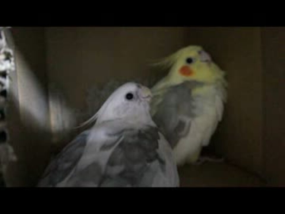 オカメインコ 怖がりながら怒る ニコニコ動画