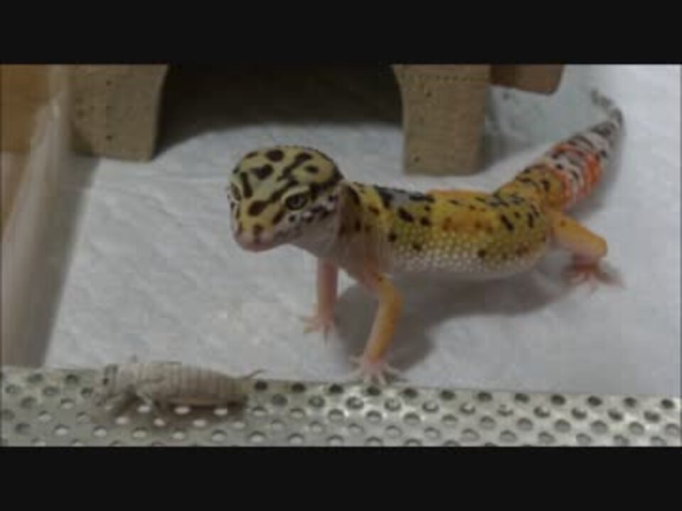 人気の 爬虫類 Av アニマルビデオ 動画 352本 8 ニコニコ動画