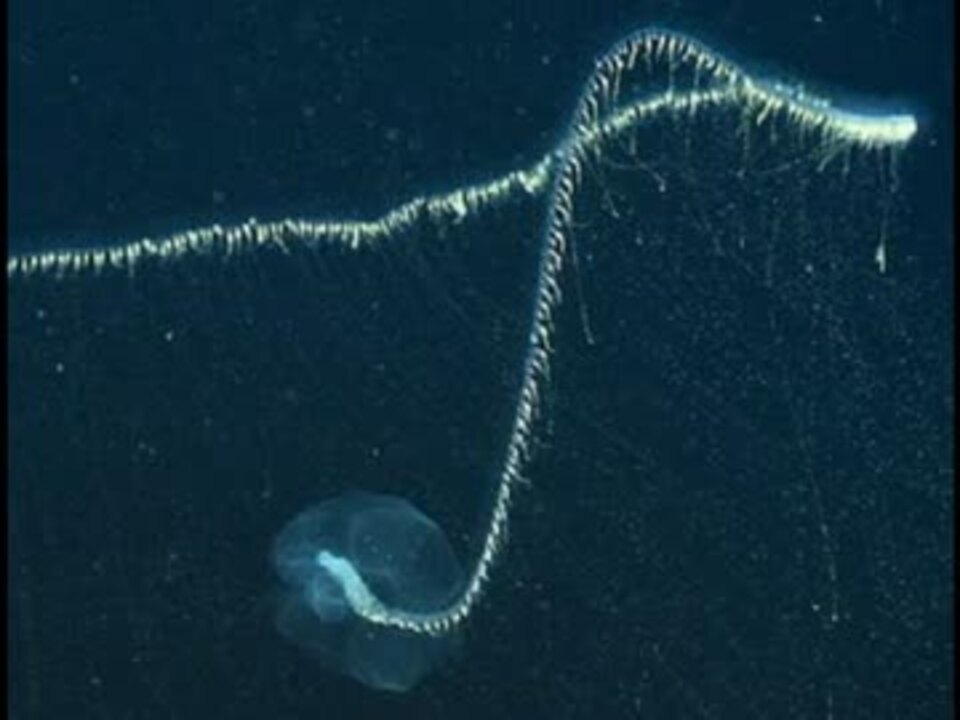 人気の マヨイアイオイクラゲ 動画 4本 ニコニコ動画