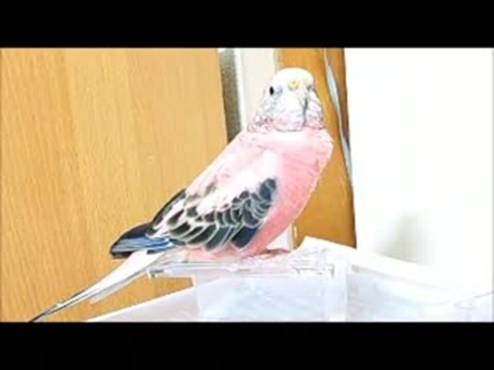 人気の アキクサインコ 動画 16本 ニコニコ動画