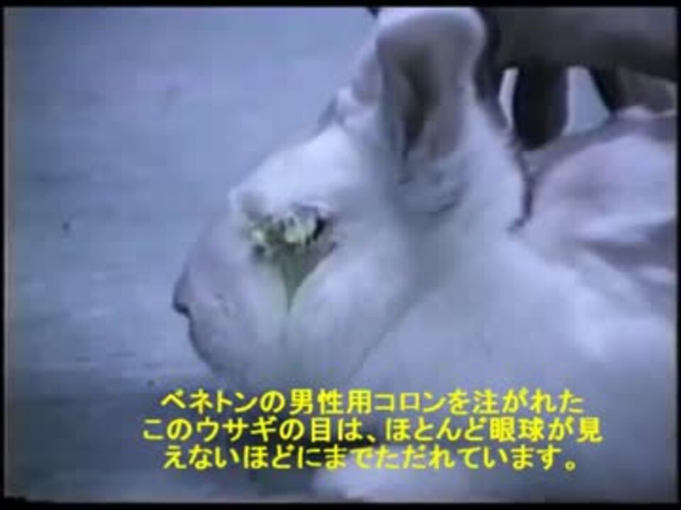 猫やうさぎを動物実験に使う 化粧品 日用品 ニコニコ動画