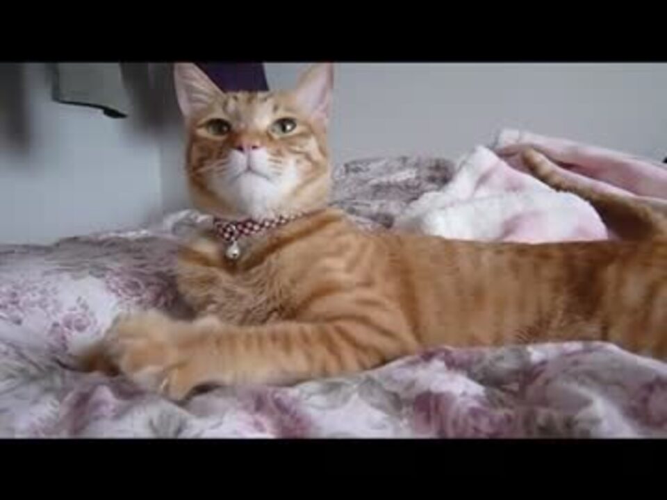 うち猫が可愛すぎてつらいｐ16 ニコニコ動画