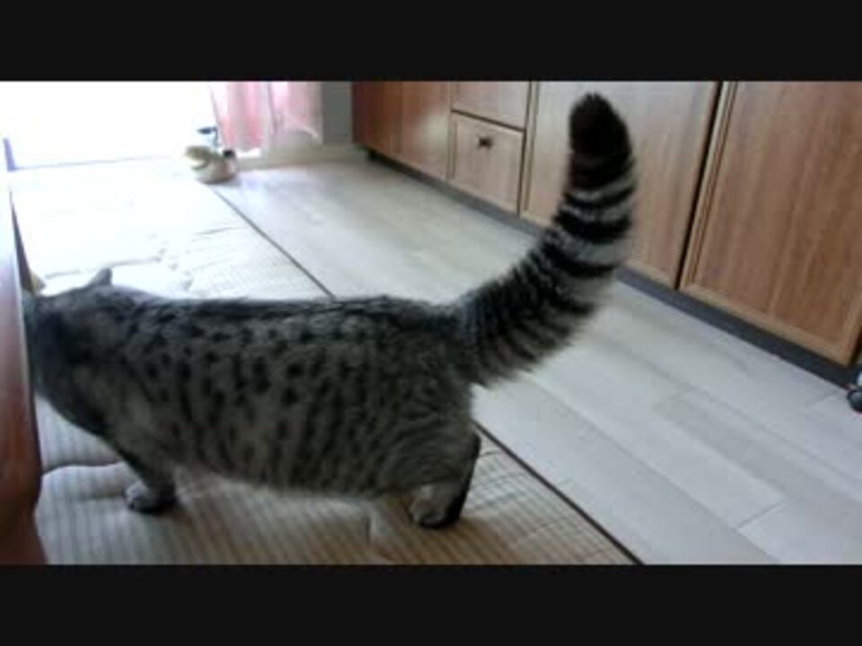 やかんにビビッてしっぽが膨らむ猫 ニコニコ動画