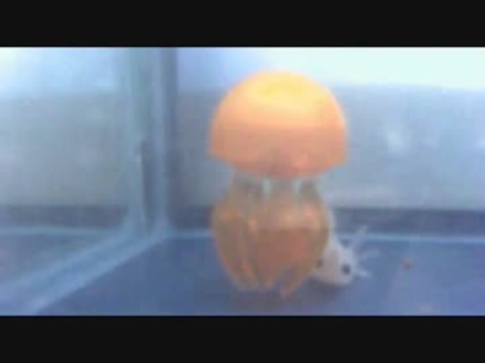 ウーパールーパーとクラゲ ニコニコ動画