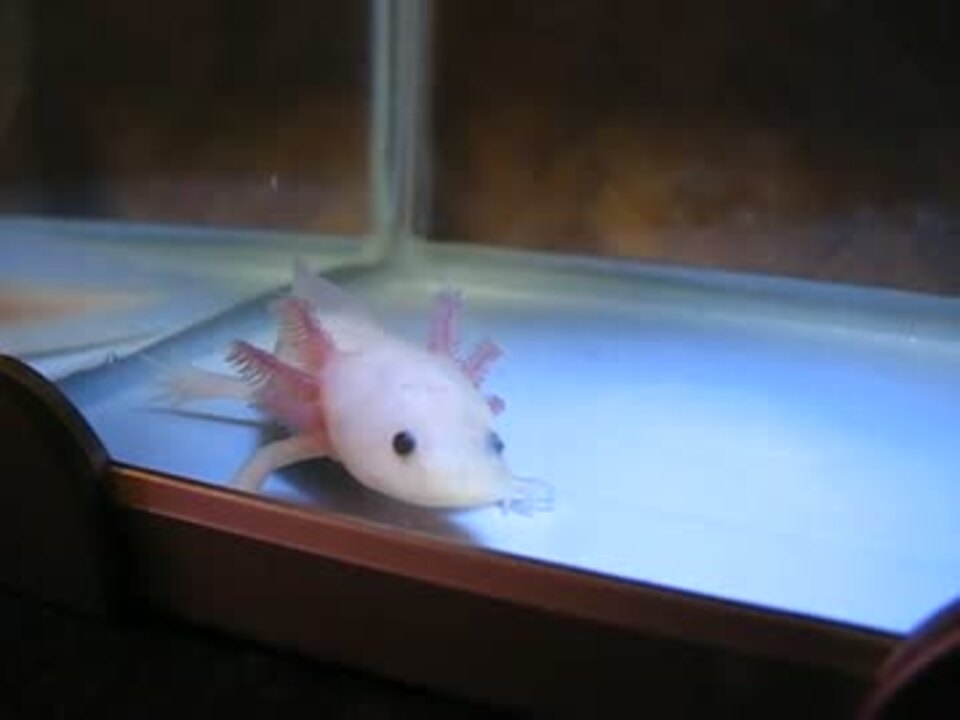 人気の 両生類 動画 401本 3 ニコニコ動画