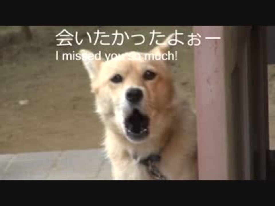 しゃべる愛犬の犬語を翻訳してみたｗ ニコニコ動画