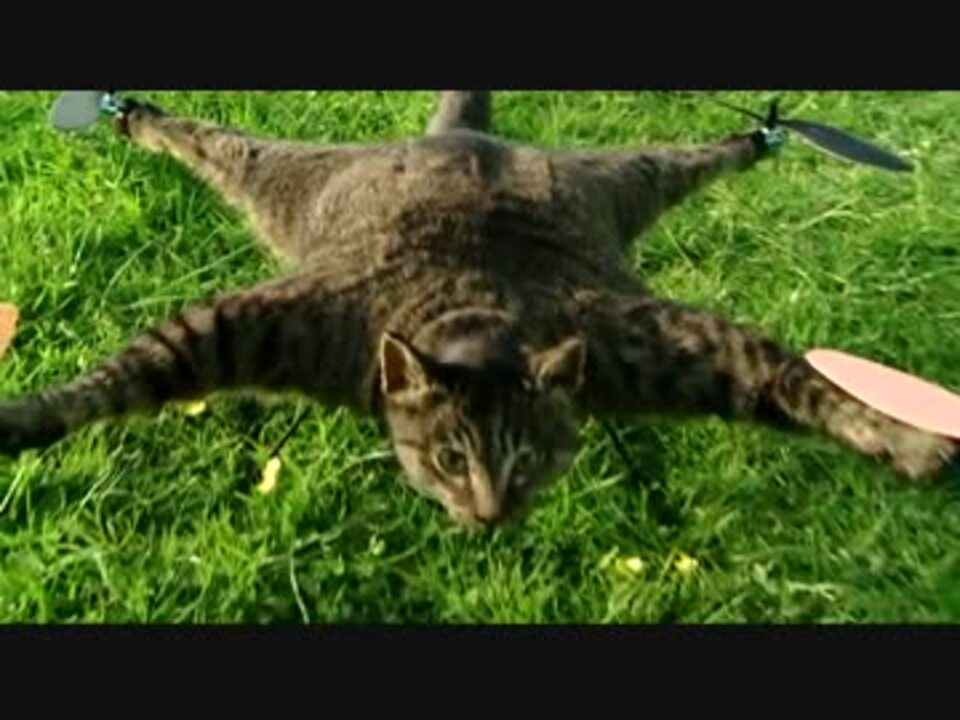 死んだ飼い猫をラジコンヘリに改造してみた ニコニコ動画