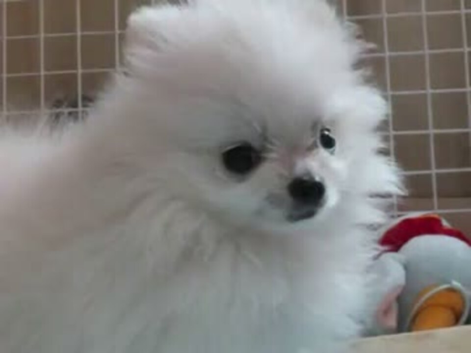 ティーカップポメラニアン 動くぬいぐるみみたいに可愛い犬 ニコニコ動画