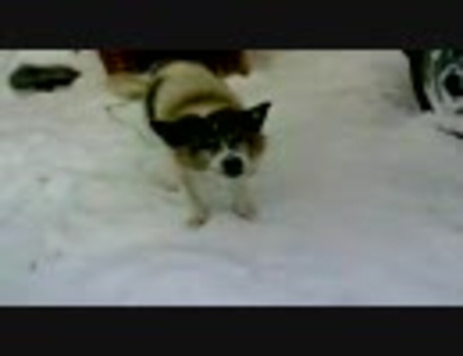 普段のケンタッキーの骨大好きな犬 ニコニコ動画
