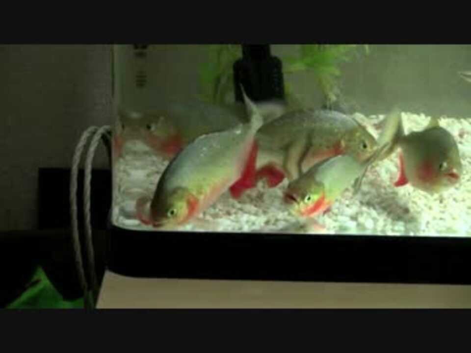 人気の 動物 熱帯魚 動画 1 1本 12 ニコニコ動画