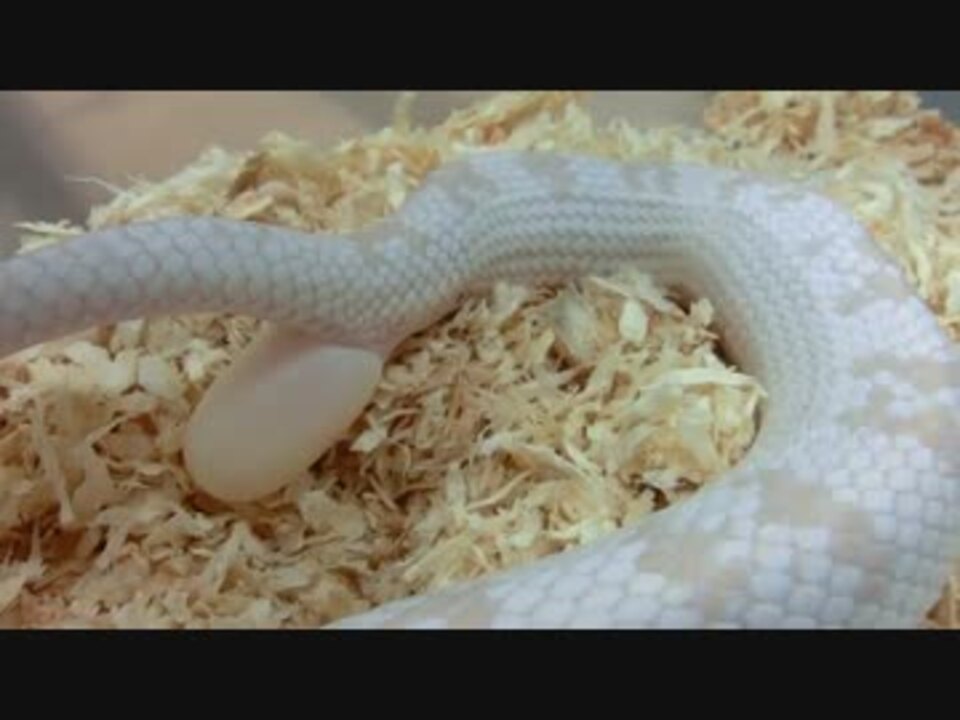 人気の 動物 蛇 動画 415本 11 ニコニコ動画