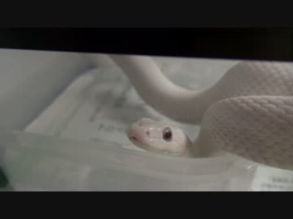 人気の 動物 蛇 動画 415本 11 ニコニコ動画