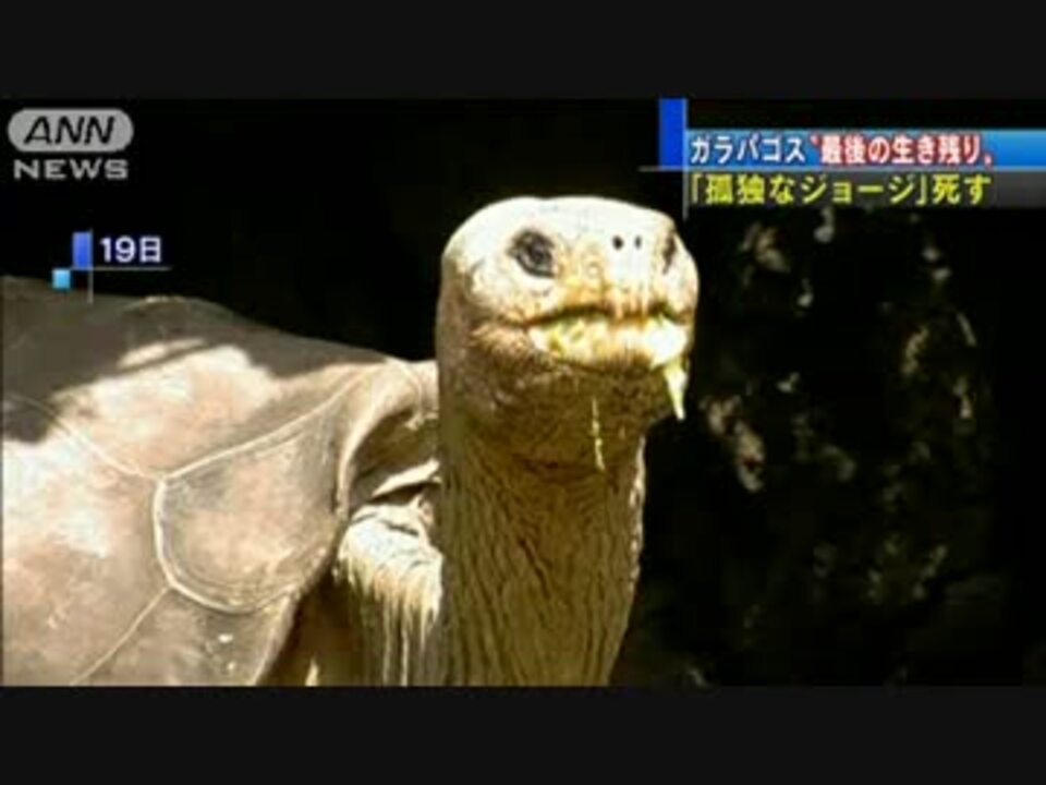 唯一 生存のゾウガメ 孤独なジョージ 死す ニコニコ動画