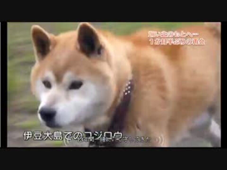 人気の 動物 再会 動画 9本 ニコニコ動画