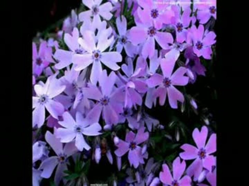 いっそセレナーデ ニコニコ動画