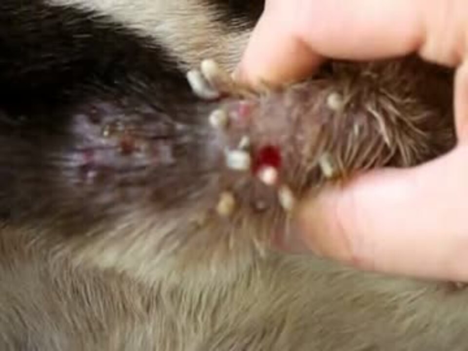 犬に寄生した寄生虫を斬新な方法で除去 2 ニコニコ動画