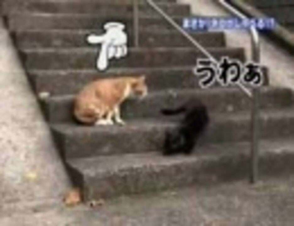 会話する猫 ニコニコ動画