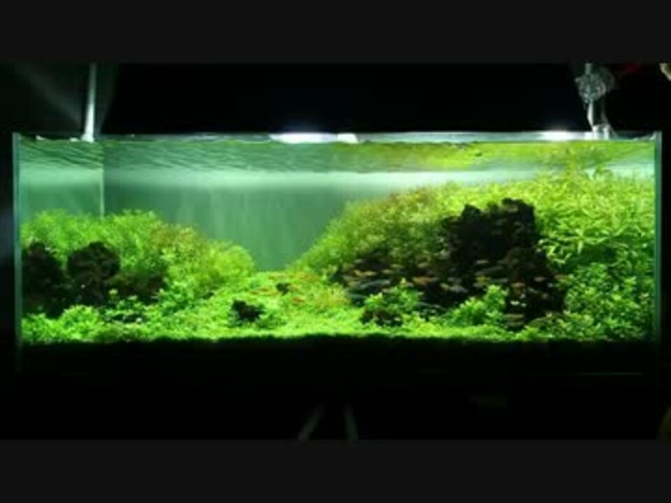 人気の 熱帯魚 水草 動画 5本 5 ニコニコ動画