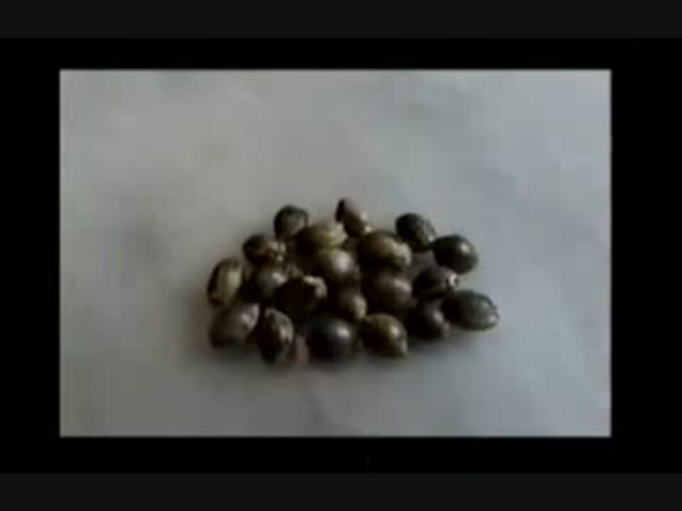 семена конопли как сеять