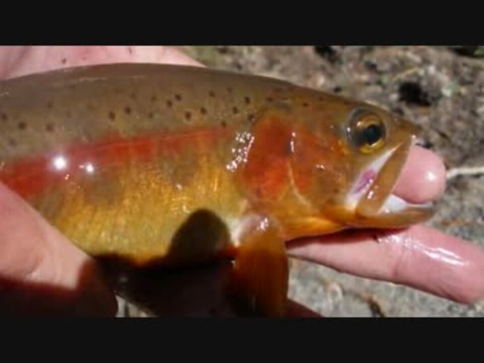 人気の ゴールデントラウト 動画 15本 ニコニコ動画