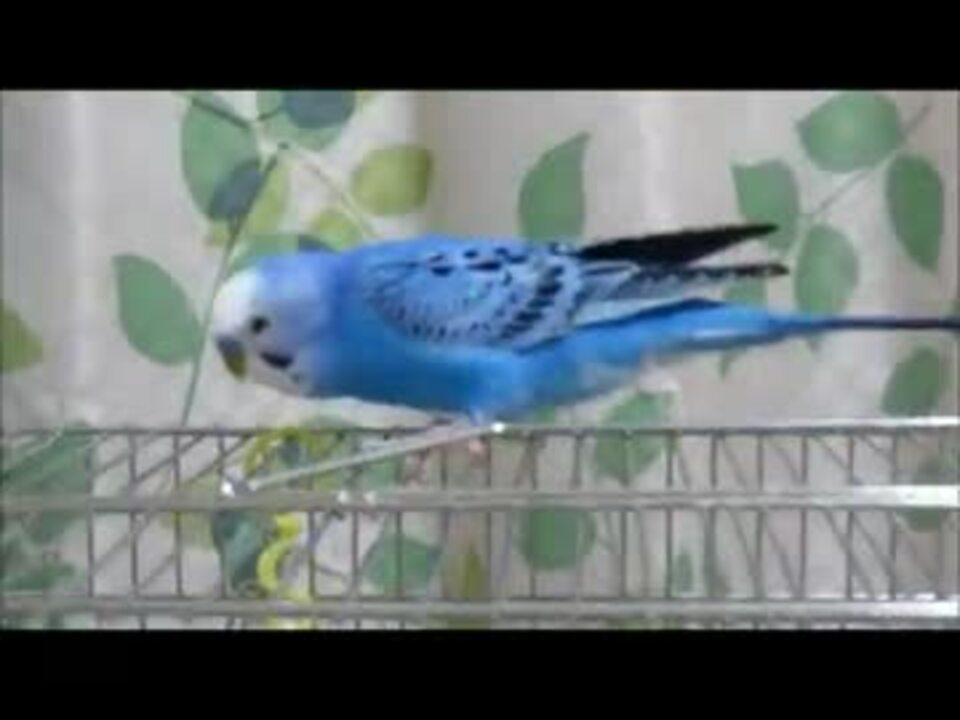 セキセイインコ ぷくちゃん お散歩おしゃべり ニコニコ動画