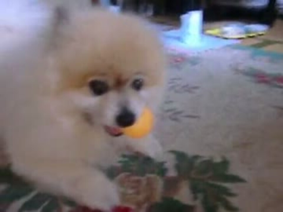 卓球ボール虐待動画 犬 ニコニコ動画