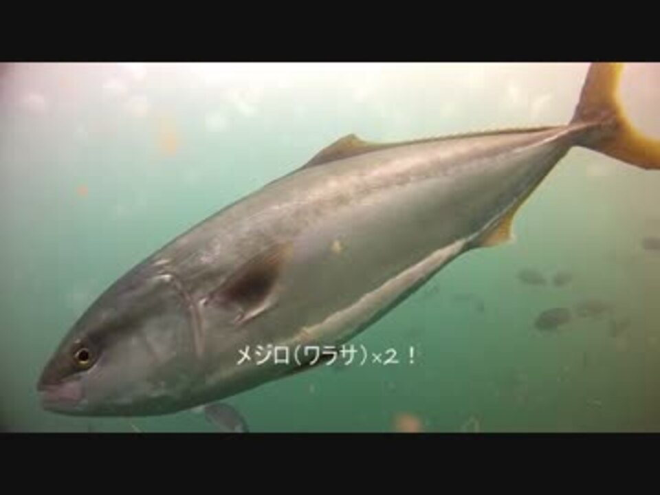 水中カメラ沈めてみた14 夏の海中紀行 海釣り公園 水中映像 ニコニコ動画