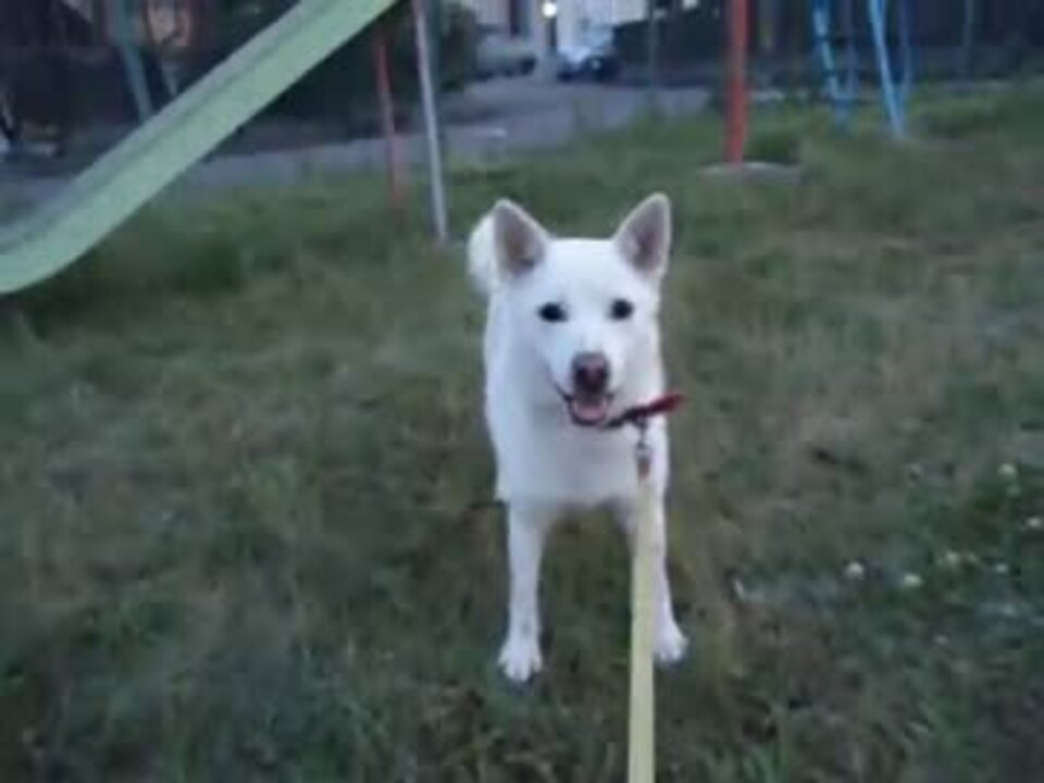人気の 犬 犬 犬 動画 18 497本 15 ニコニコ動画