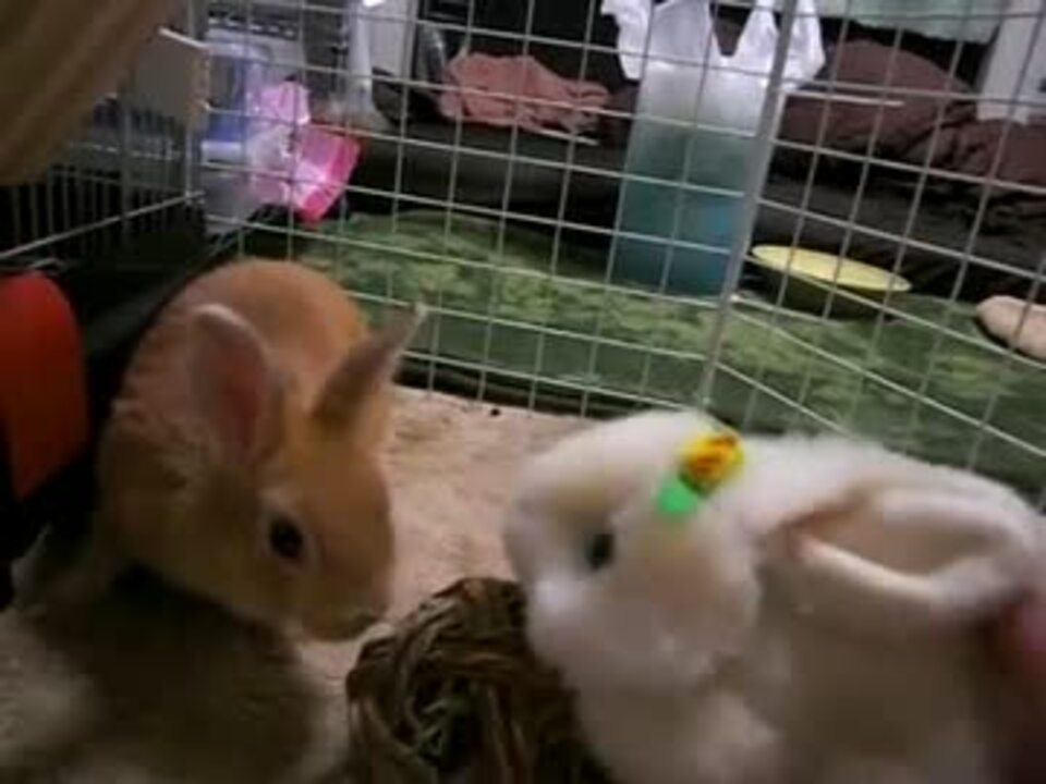 男28歳独身一人暮らしがうさぎを飼ってみた ニコニコ動画