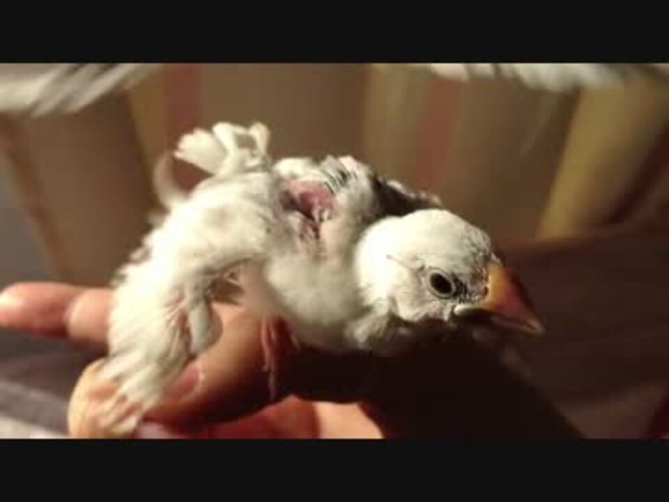 人気の 鳥 白文鳥 動画 93本 2 ニコニコ動画